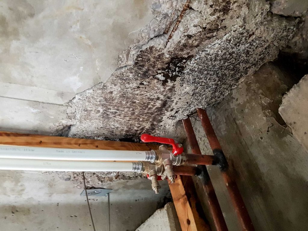 Will Mold Still Grow After Water Damage Has Been Restored? - Water Rehab Restoration