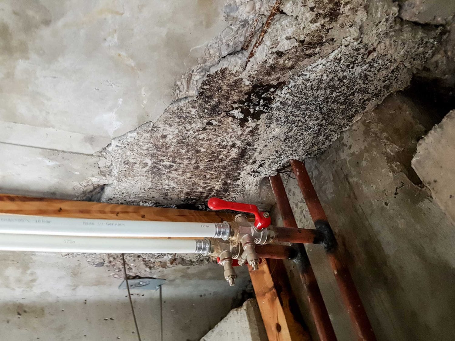 Will Mold Still Grow After Water Damage Has Been Restored? - Water Rehab Restoration